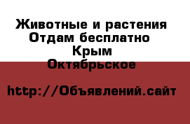 Животные и растения Отдам бесплатно. Крым,Октябрьское